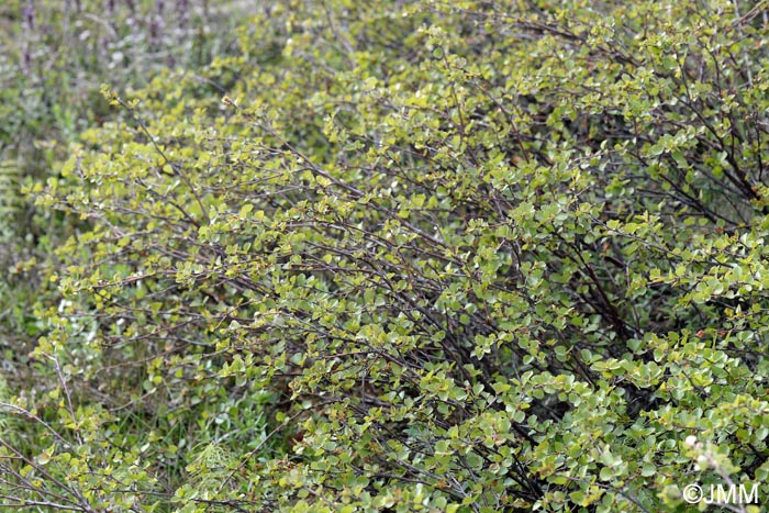 Betula × Intermedia = Betula Nana X Betula Pubescens